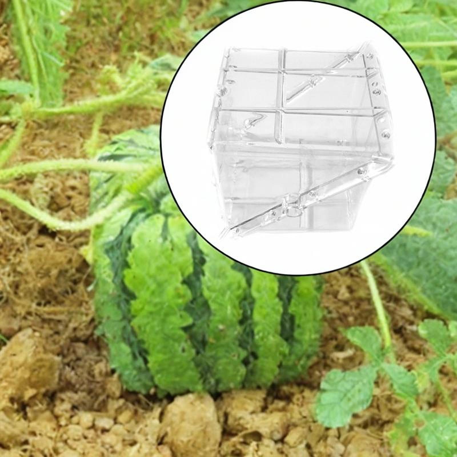 Gardening Tools Unique - Kare Karpuz Büyüme Kalıbı Ekipmanları Kullanımı