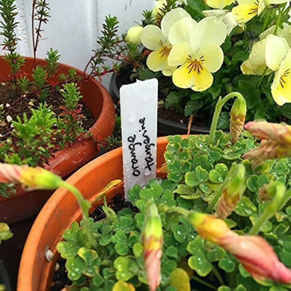 100 Adet Plastik Malzeme Bitki - Gardening Tool Diy incelemesi ve fiyatı